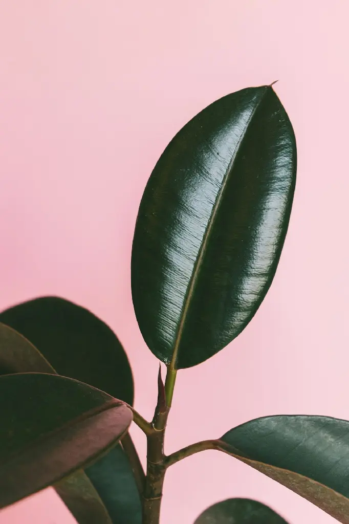 unsplash_5mIcH3q7tIk_rubber plant.jpg.jpg.webp