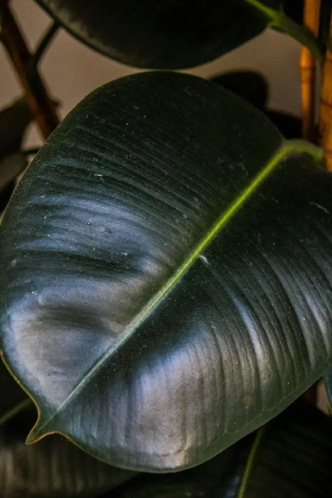 unsplash_ap8lh_xkmsI_rubber plant.jpg.jpg.jpg.webp
