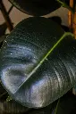 unsplash_ap8lh_xkmsI_rubber plant.jpg.jpg.jpg.webp