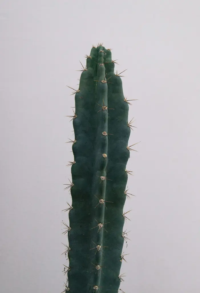 unsplash_z3Y_QqZtZBI_Triangular cactus.jpg.webp