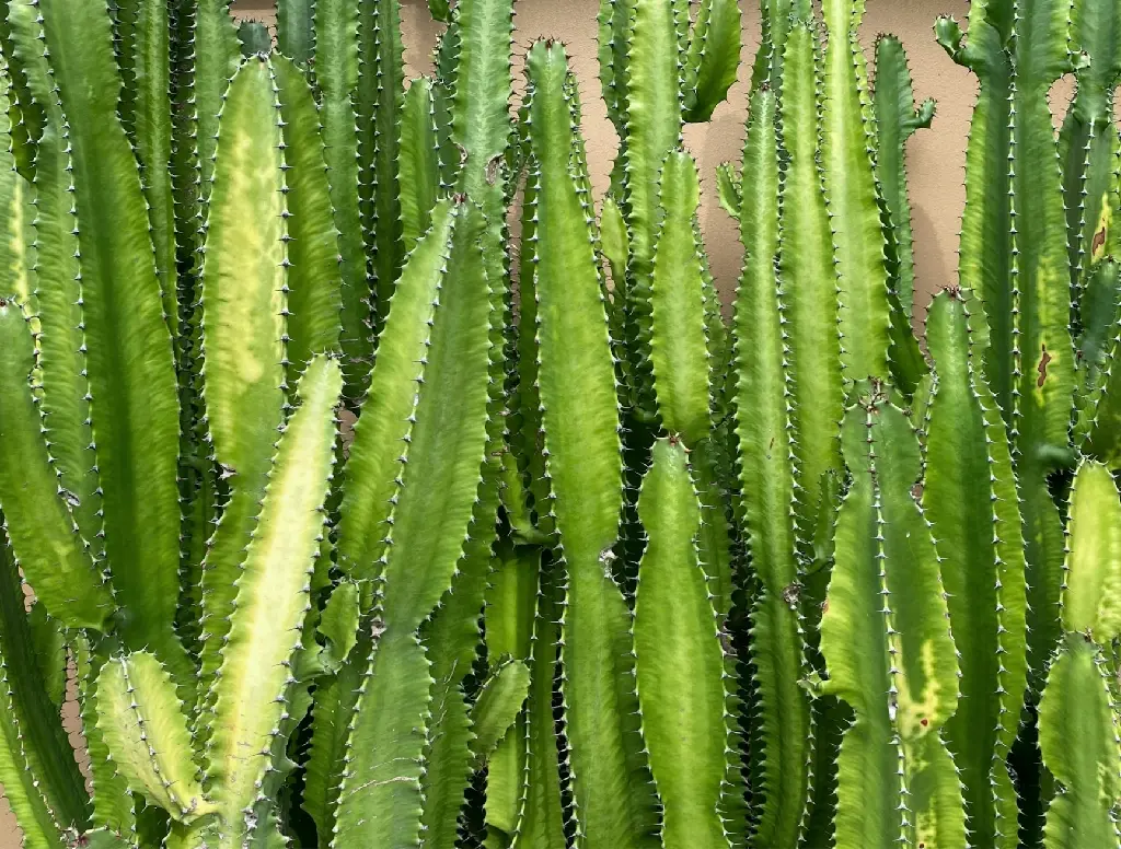 unsplash_-jl68m8NnDw_Triangular cactus.jpg.jpg.webp