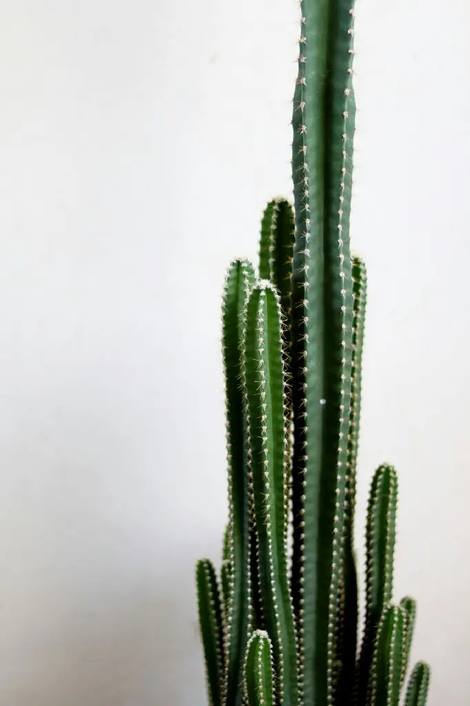 unsplash_feYGfp-EbTc_Triangular cactus.jpg.jpg.jpg.webp