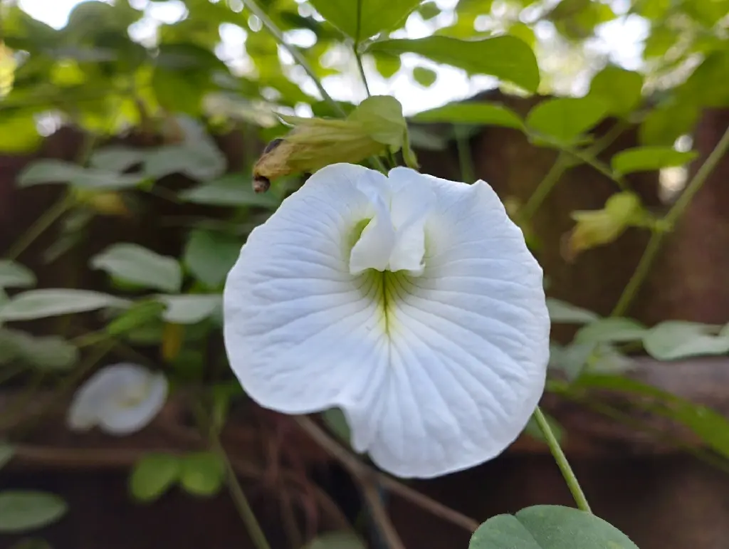 unsplash_ihL2WLQzFzA_white butterfly pea plant.jpg.webp