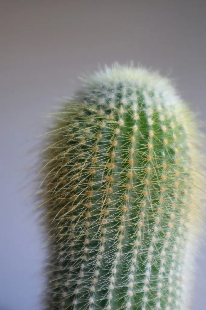 unsplash_azNpCjqC8ho_cylindrical Cactus.jpg.webp