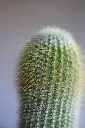 unsplash_azNpCjqC8ho_cylindrical Cactus.jpg.webp