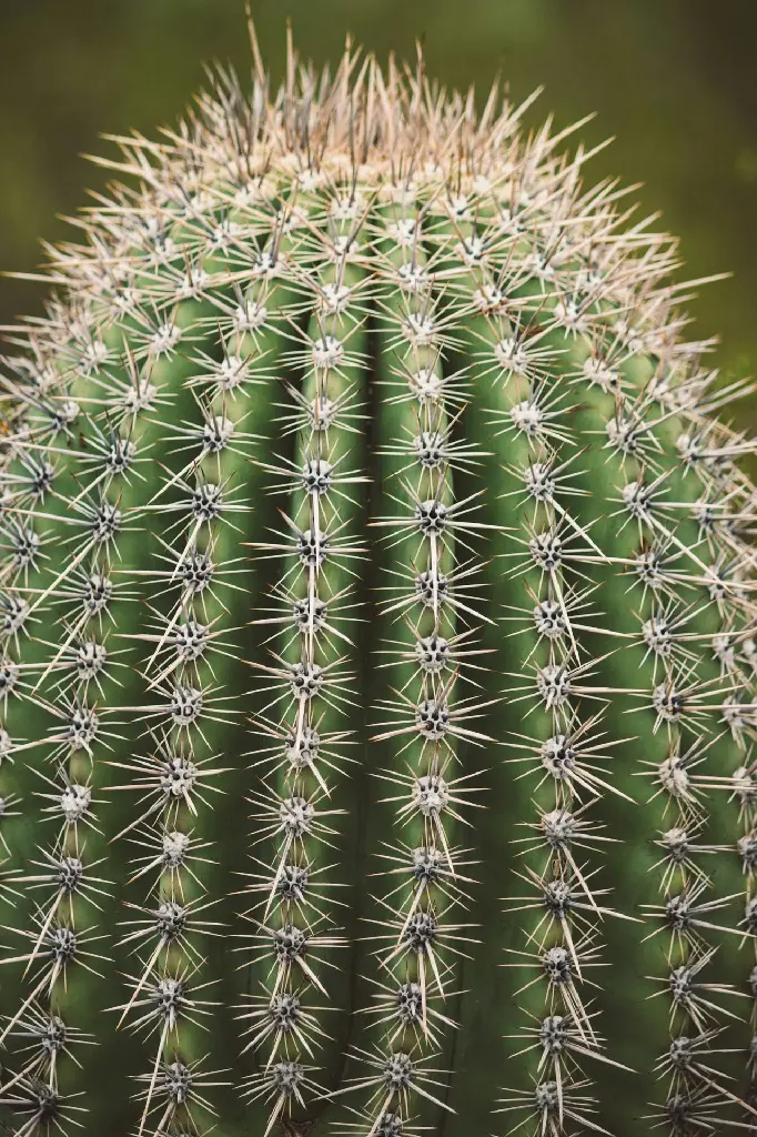 unsplash_7bWVNkWspkc_cylindrical Cactus.jpg.jpg.webp