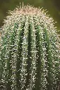 unsplash_7bWVNkWspkc_cylindrical Cactus.jpg.jpg.webp