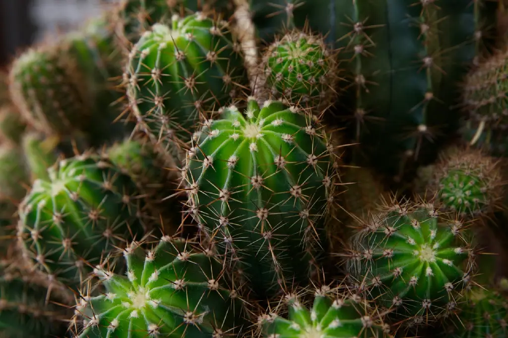 unsplash_2SMlWQwX3D4_cylindrical Cactus.jpg.jpg.jpg.webp