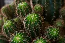 unsplash_2SMlWQwX3D4_cylindrical Cactus.jpg.jpg.jpg.webp