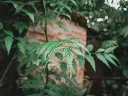 unsplash_NK34xFdLyXY_neem.jpg.webp