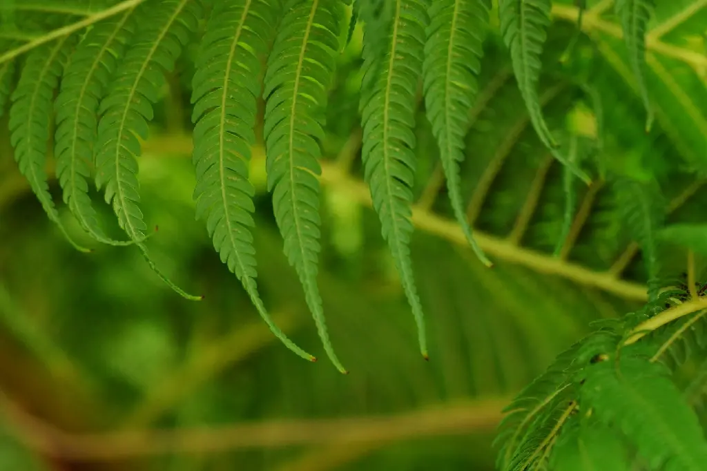 unsplash_3UTVZMbiMOE_neem.jpg.jpg.webp