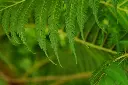 unsplash_3UTVZMbiMOE_neem.jpg.jpg.webp