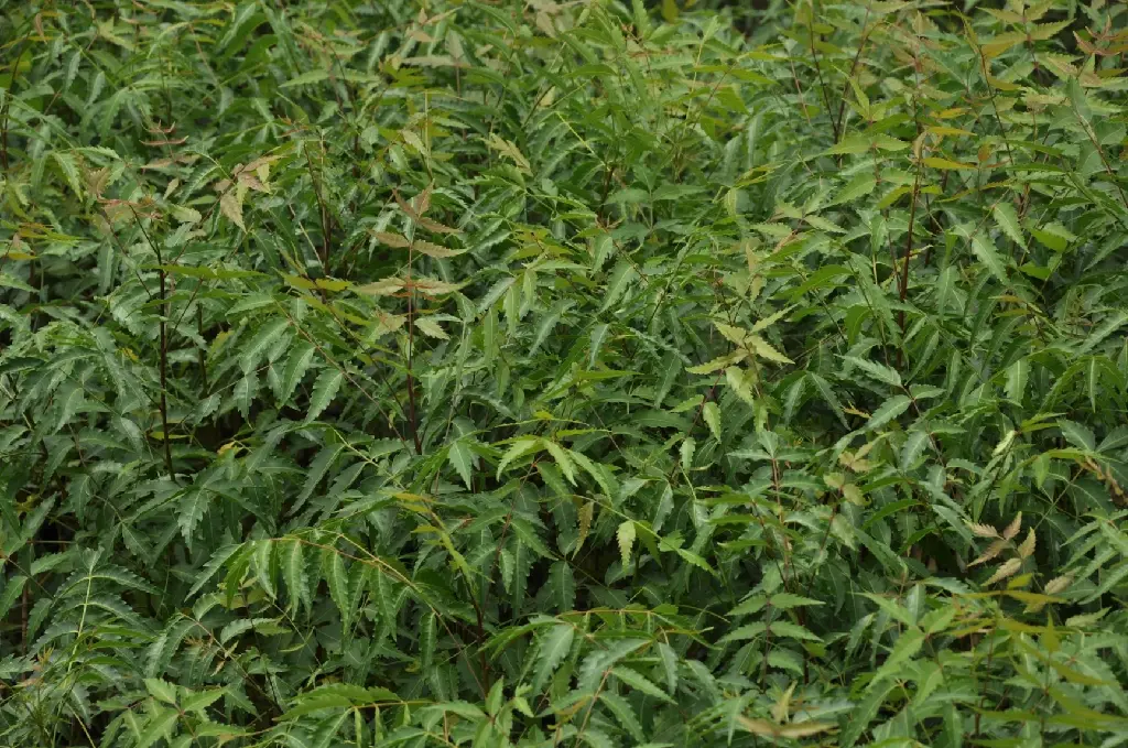 unsplash_IH3sGqkBDN8_neem.jpg.jpg.jpg.webp