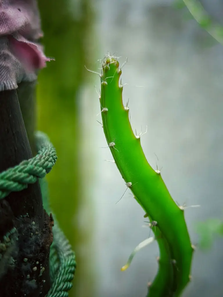 unsplash_Qpx_Uo9dt0A_dragon fruit plant.jpg.webp