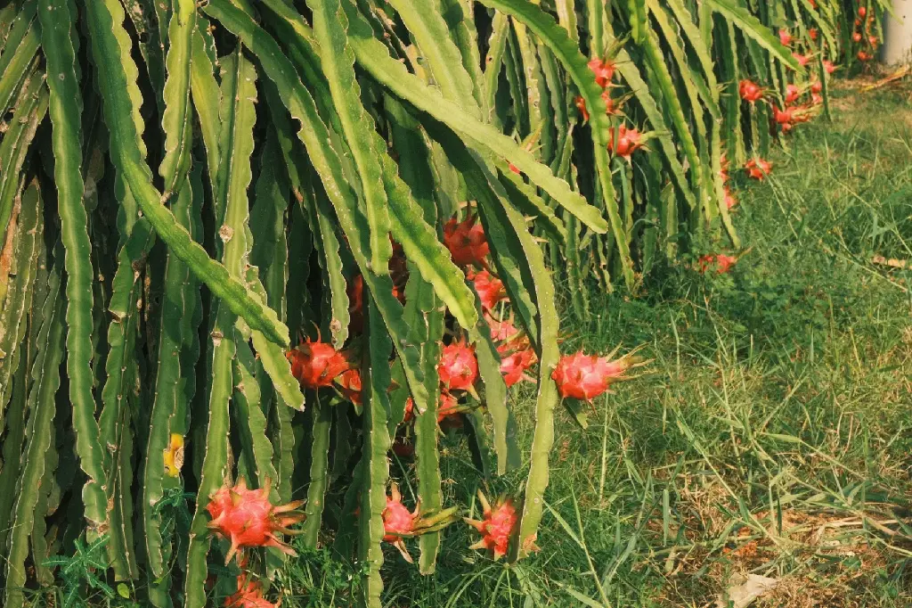Dragon Fruit Cactus Plant Sapling