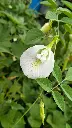unsplash_6hbezKgagz8_white butterfly pea plant.webp