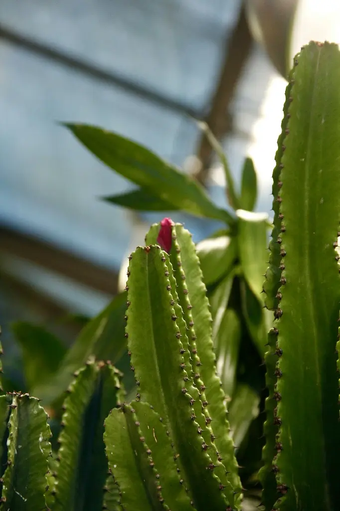 unsplash_iuehvGNvH3U_dragon fruit plant.jpg.jpg.jpg.webp
