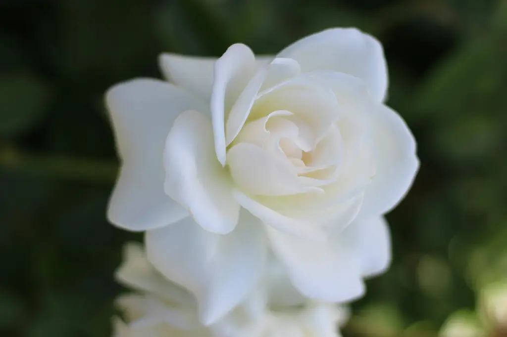 unsplash_IuzQDMuPBZ8_jasmine double petals.jpg.webp