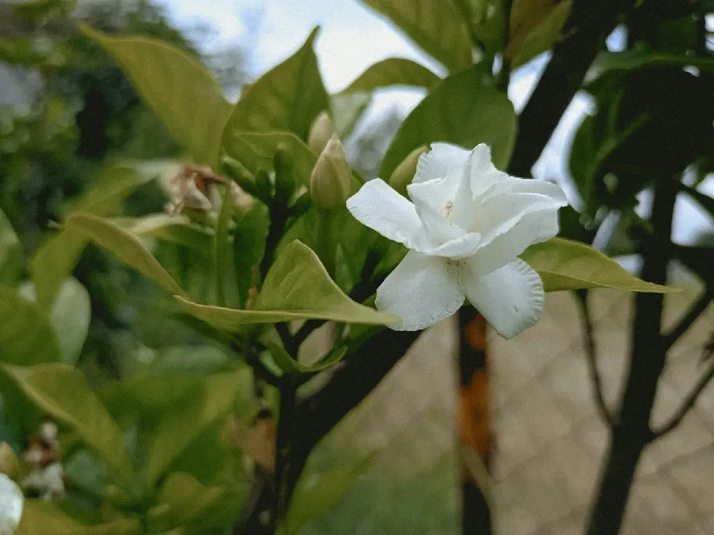 unsplash_Nx0e1GJhdMw_jasmine double petals.jpg.jpg.webp