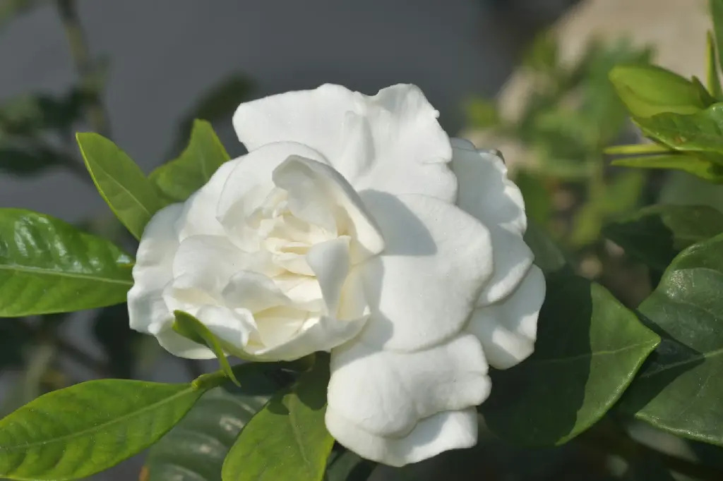 unsplash_eOBTkPK91sQ_jasmine double petals.jpg.jpg.jpg.webp