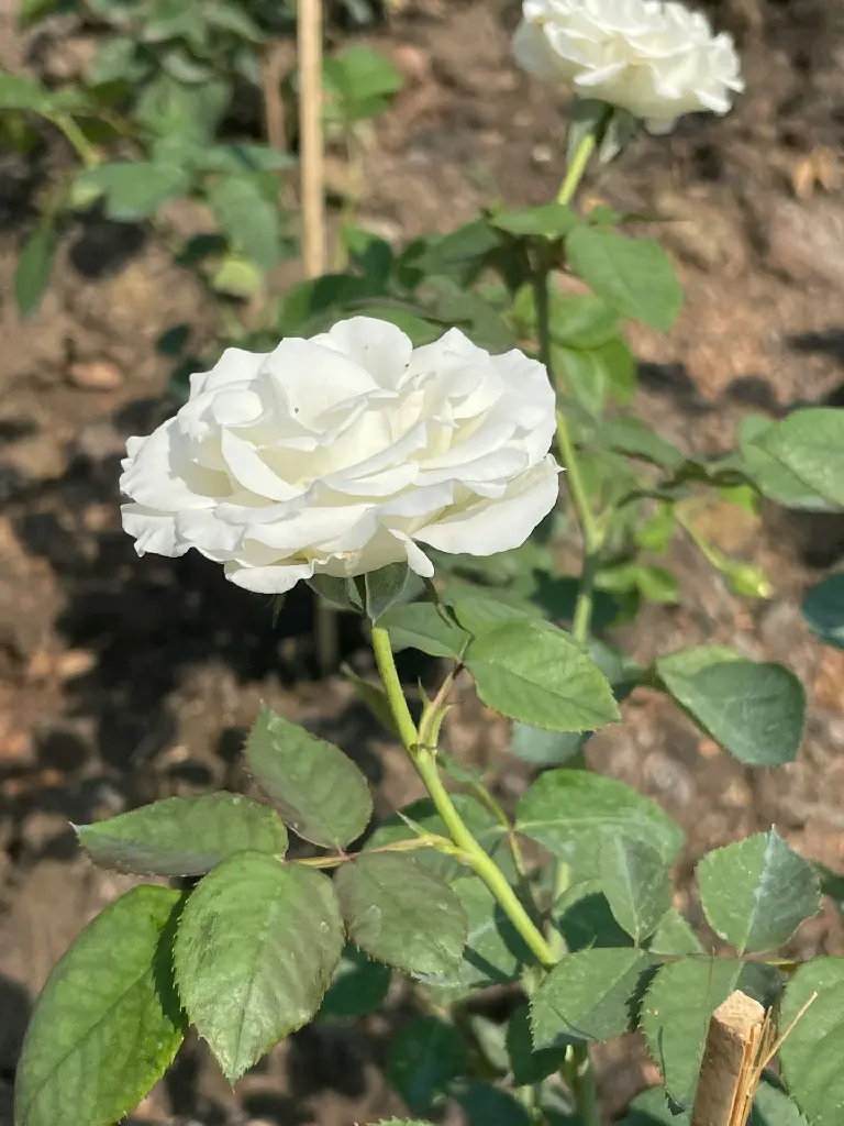 unsplash_NyPFaj2isX8_white indian rose plant.jpg.jpg.jpg.webp