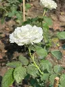 unsplash_NyPFaj2isX8_white indian rose plant.jpg.jpg.jpg.webp