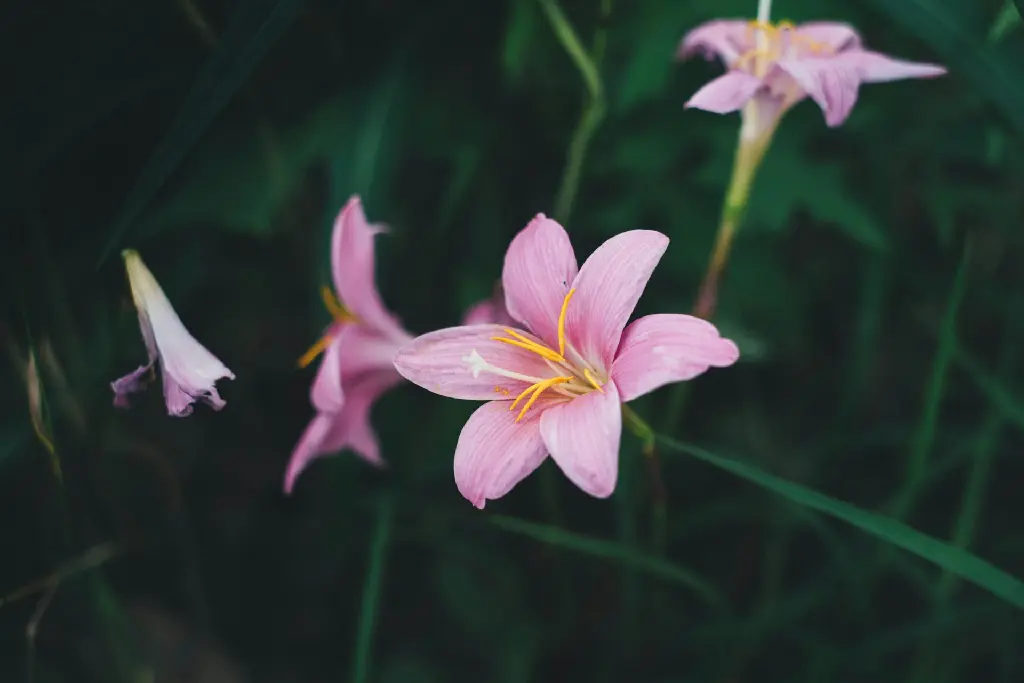unsplash_Lw3rld2ShtI_Rain Lily.jpg.jpg.jpg.jpg.webp
