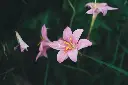 unsplash_Lw3rld2ShtI_Rain Lily.jpg.jpg.jpg.jpg.webp