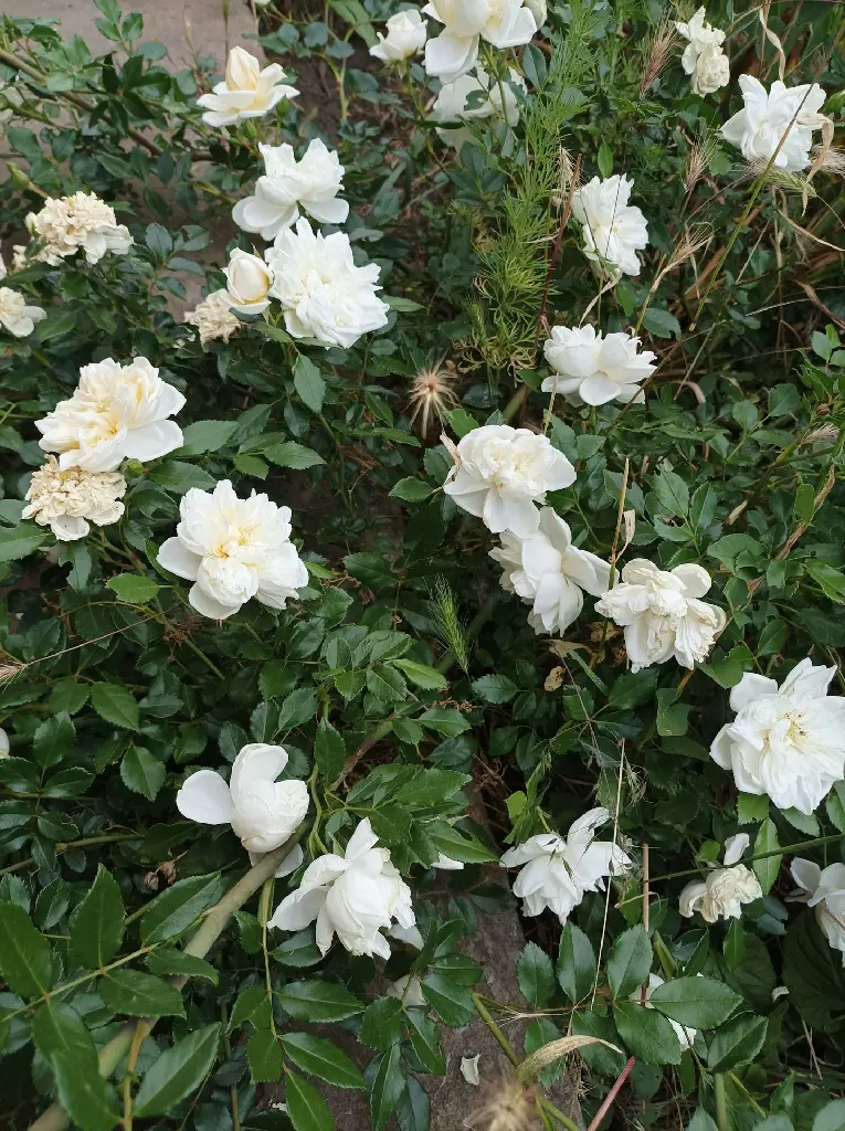 unsplash_tQZM4O_QnQo_white indian rose plant.jpg.jpg.webp