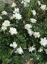 unsplash_tQZM4O_QnQo_white indian rose plant.jpg.jpg.webp