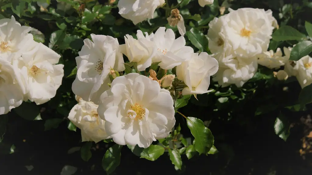 unsplash_DthDMHEvzVo_white indian rose plant.jpg.webp
