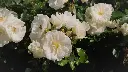 unsplash_DthDMHEvzVo_white indian rose plant.jpg.webp