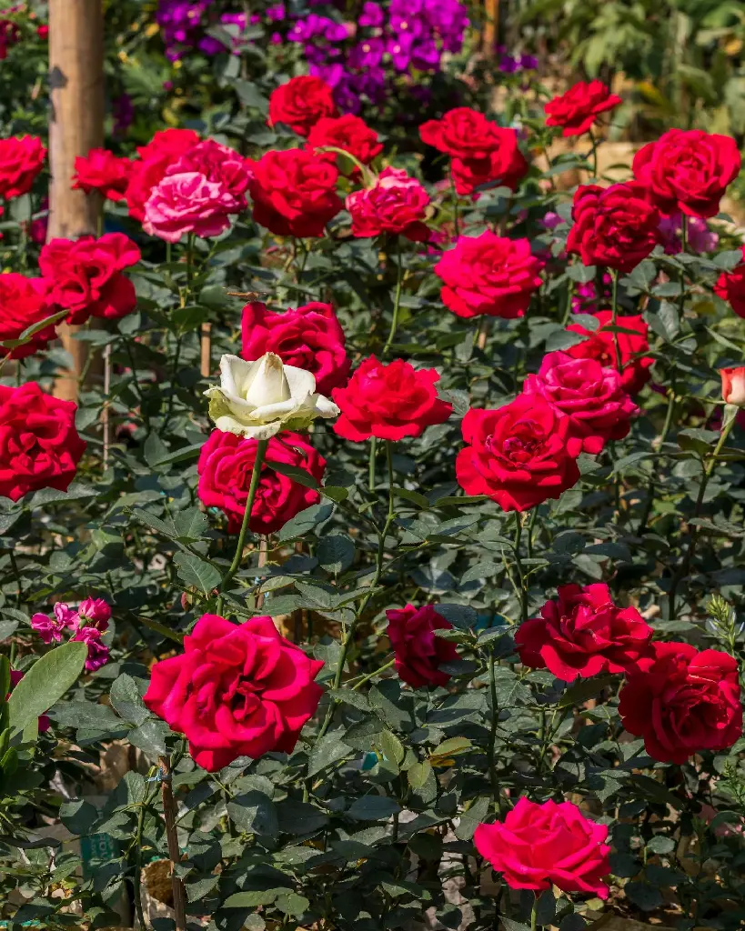 unsplash_vyGP5aFcRjk_Red garden rose.jpg.jpg.jpg.jpg.webp
