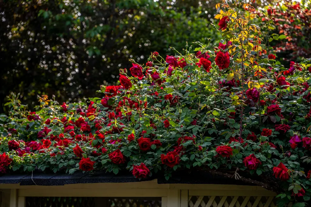 unsplash_3p4yPbeznAY_Red garden rose.jpg.jpg.jpg.webp