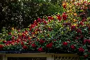 unsplash_3p4yPbeznAY_Red garden rose.jpg.jpg.jpg.webp