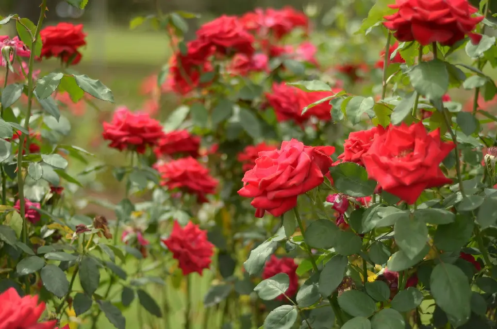 unsplash_YC_ZG301xpU_Red garden rose.jpg.jpg.webp