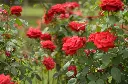 unsplash_YC_ZG301xpU_Red garden rose.jpg.jpg.webp