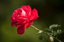 unsplash_bDpnMz0GljY_Red garden rose.jpg.webp