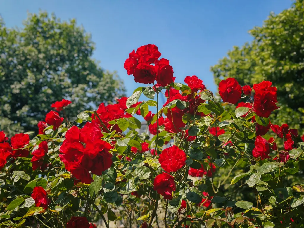 unsplash_-Hr5sr_H8io_Red garden rose.webp