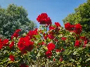 unsplash_-Hr5sr_H8io_Red garden rose.webp