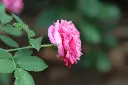 unsplash_24Vnx4cLKrg_Pink indian rose plant.jpg.jpg.jpg.jpg.jpg.webp