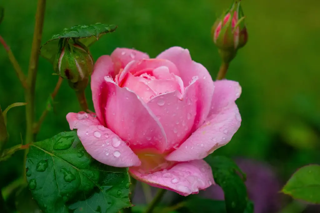 unsplash_-2a9GviLSeI_Pink indian rose plant.jpg.jpg.jpg.webp
