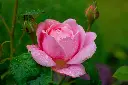 unsplash_-2a9GviLSeI_Pink indian rose plant.jpg.jpg.jpg.webp