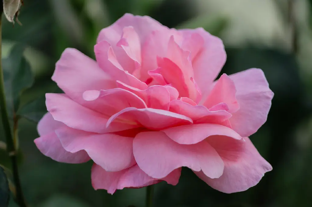 unsplash_SNDB6gtN4y4_Pink indian rose plant.jpg.jpg.webp