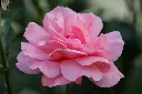 unsplash_SNDB6gtN4y4_Pink indian rose plant.jpg.jpg.webp