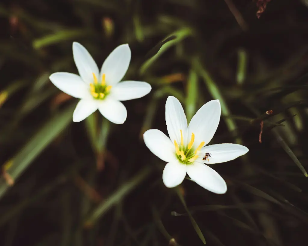 unsplash_tBzYtf520Es_rain lily.jpg.jpg.jpg.jpg.webp