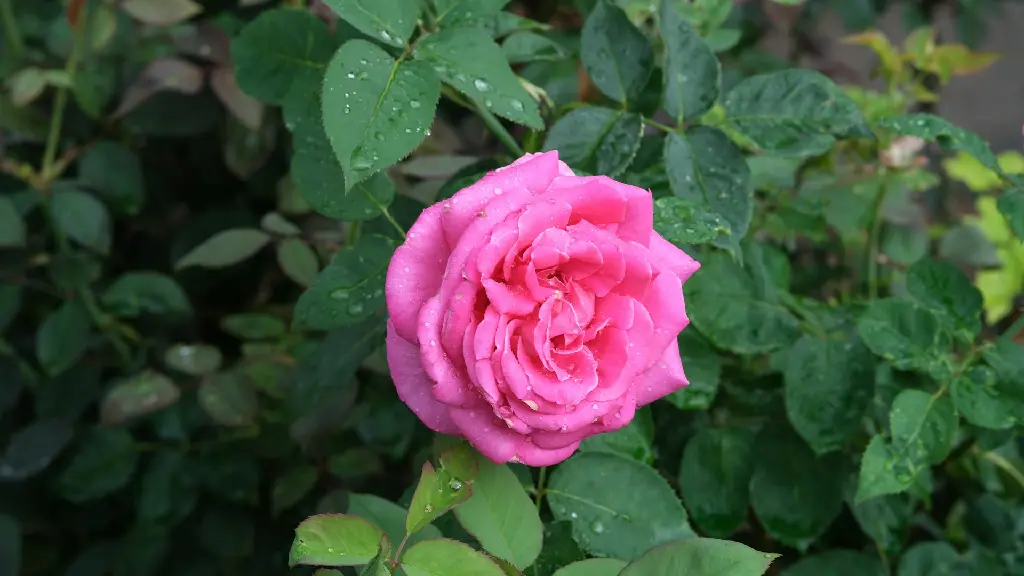 unsplash_GDrQWqMP6UM_Pink indian rose plant.webp