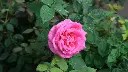 unsplash_GDrQWqMP6UM_Pink indian rose plant.webp