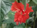unsplash_k913RW13rSE_red doubled layer hibiscus .jpg.jpg.webp