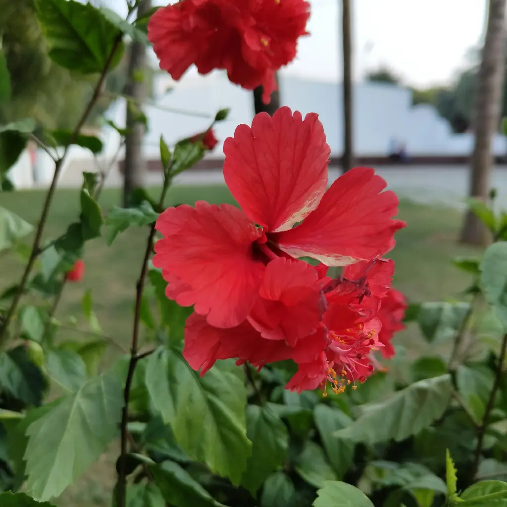 unsplash_ofQaH1ORB8E_red doubled layer hibiscus .jpg.webp